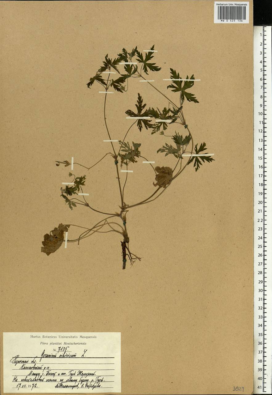 Geranium sibiricum L., Eastern Europe, Central region (E4) (Russia)