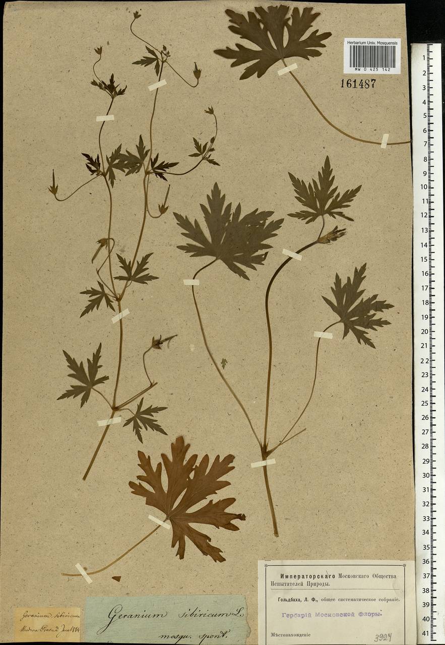 Geranium sibiricum L., Eastern Europe, Moscow region (E4a) (Russia)