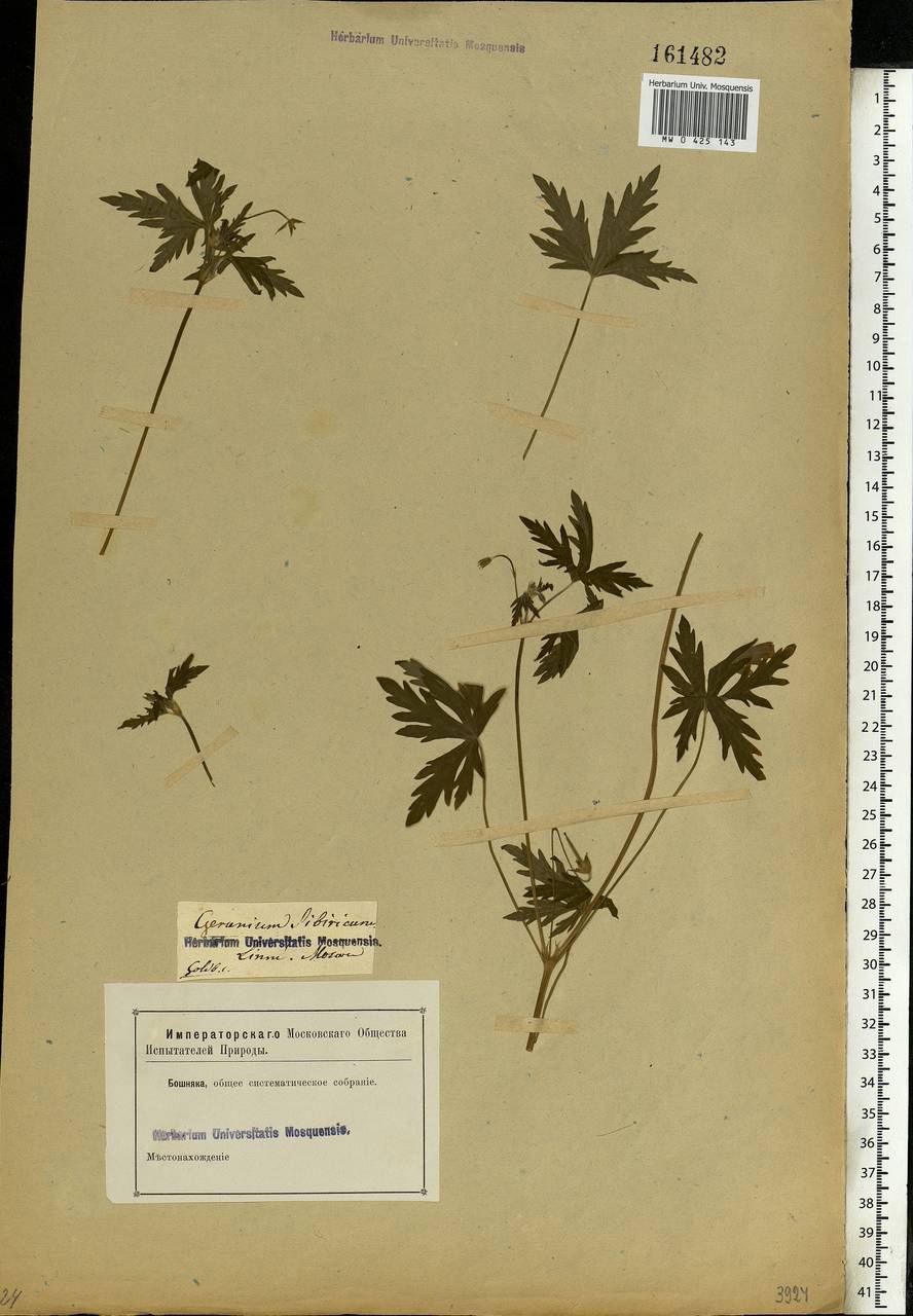 Geranium sibiricum L., Eastern Europe, Moscow region (E4a) (Russia)