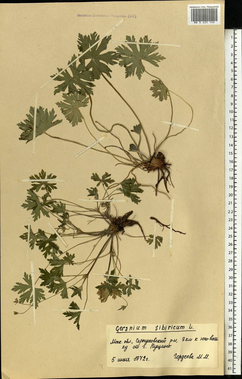 Geranium sibiricum L., Eastern Europe, Moscow region (E4a) (Russia)