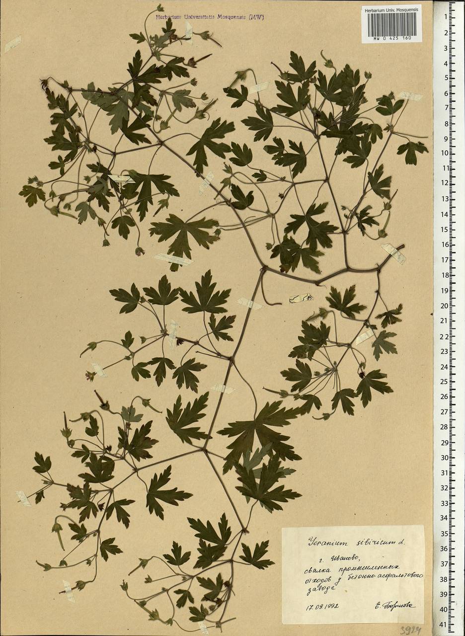 Geranium sibiricum L., Eastern Europe, Central forest region (E5) (Russia)