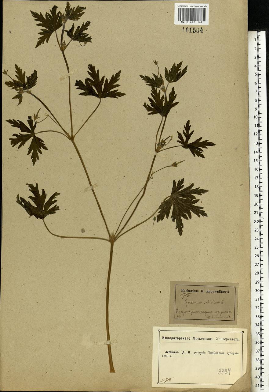 Geranium sibiricum L., Eastern Europe, Central forest-and-steppe region (E6) (Russia)