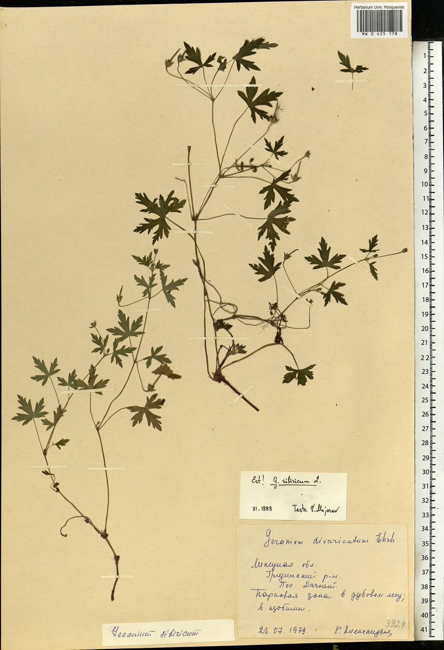 Geranium sibiricum L., Eastern Europe, Central forest-and-steppe region (E6) (Russia)