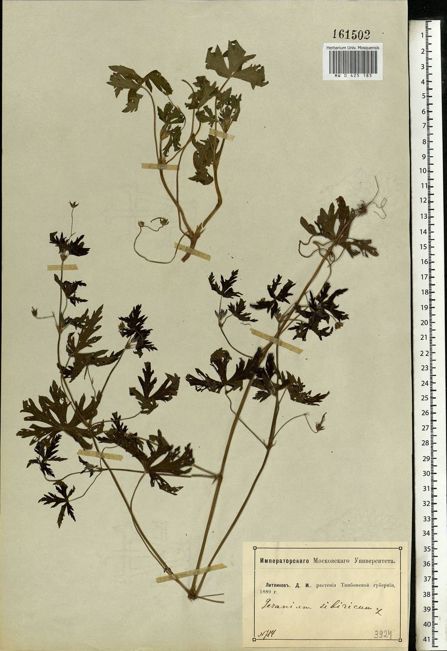 Geranium sibiricum L., Eastern Europe, Central forest-and-steppe region (E6) (Russia)