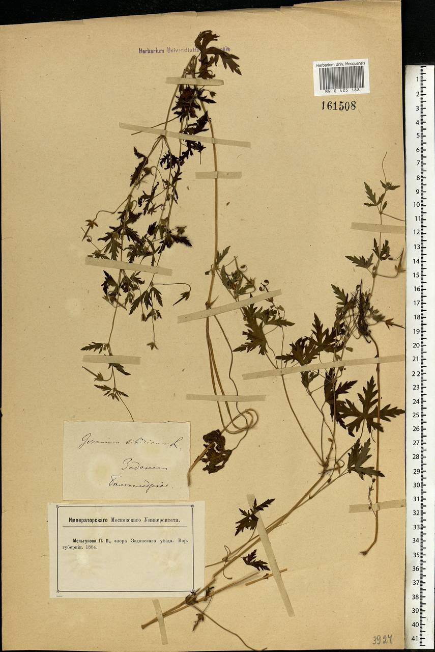 Geranium sibiricum L., Eastern Europe, Central forest-and-steppe region (E6) (Russia)