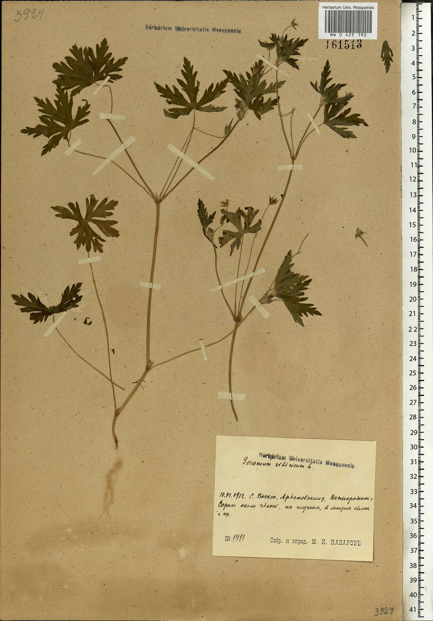 Geranium sibiricum L., Eastern Europe, Volga-Kama region (E7) (Russia)