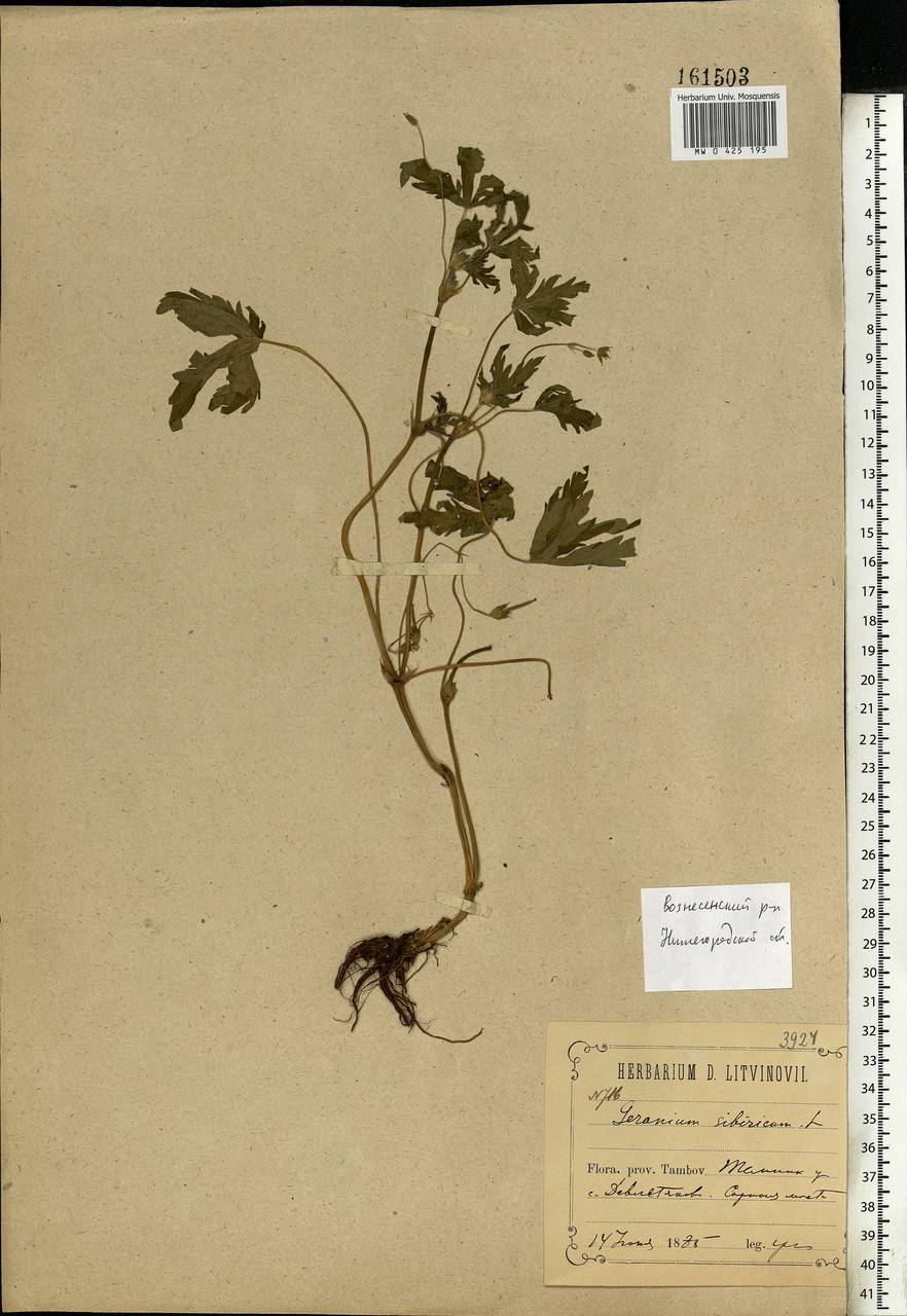 Geranium sibiricum L., Eastern Europe, Volga-Kama region (E7) (Russia)