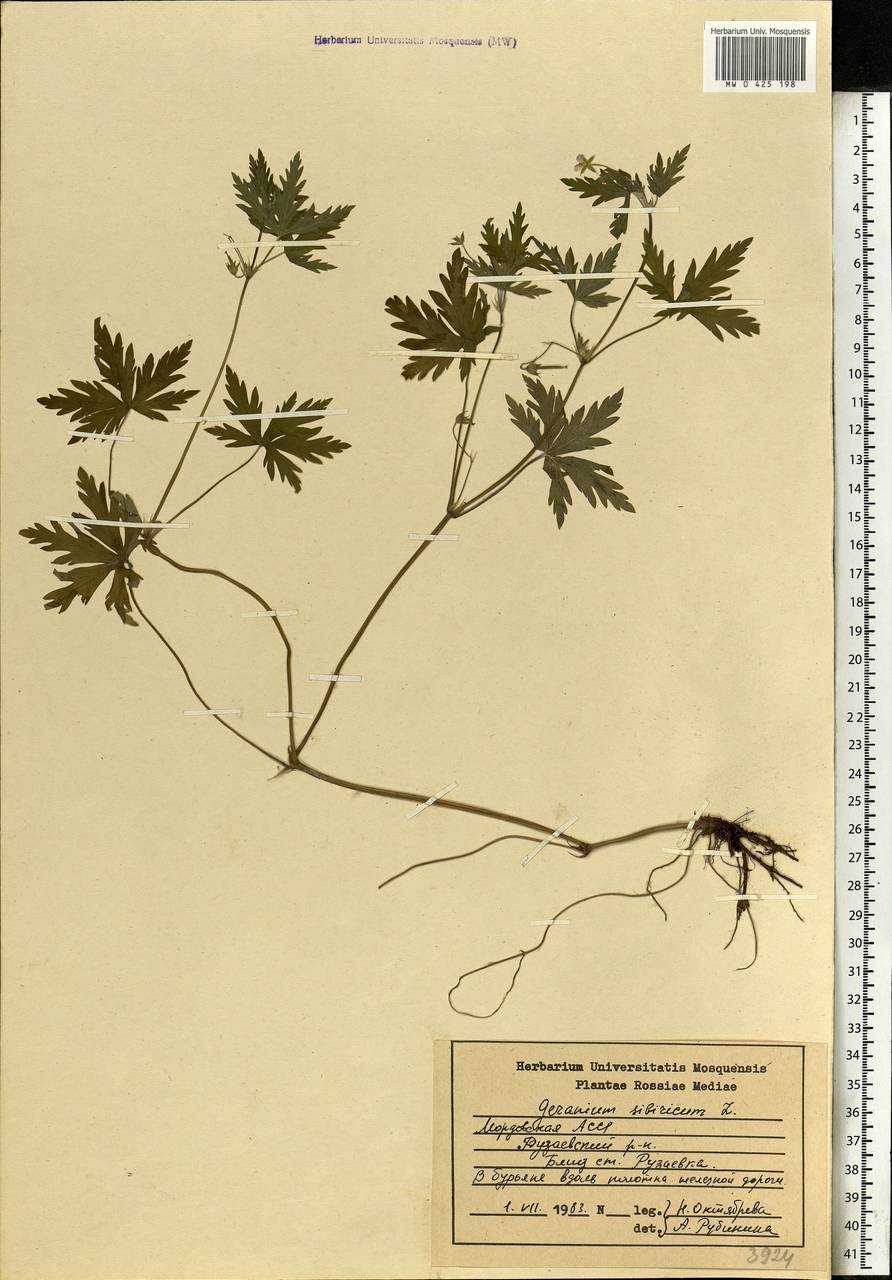 Geranium sibiricum L., Eastern Europe, Middle Volga region (E8) (Russia)