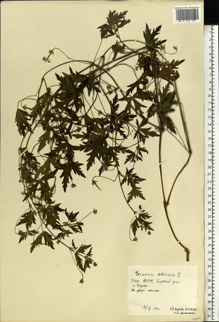 Geranium sibiricum L., Eastern Europe, Eastern region (E10) (Russia)