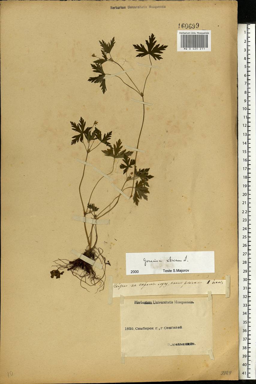 Geranium sibiricum L., Eastern Europe, Middle Volga region (E8) (Russia)