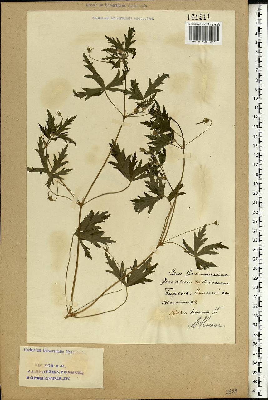 Geranium sibiricum L., Eastern Europe, Eastern region (E10) (Russia)