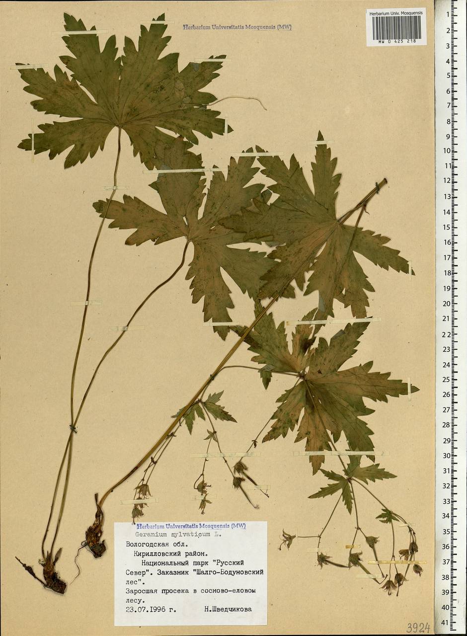 Geranium sylvaticum L., Eastern Europe, Northern region (E1) (Russia)