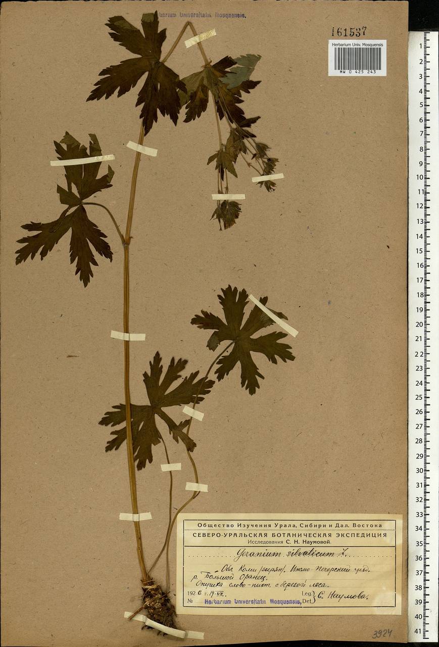 Geranium sylvaticum L., Eastern Europe, Northern region (E1) (Russia)