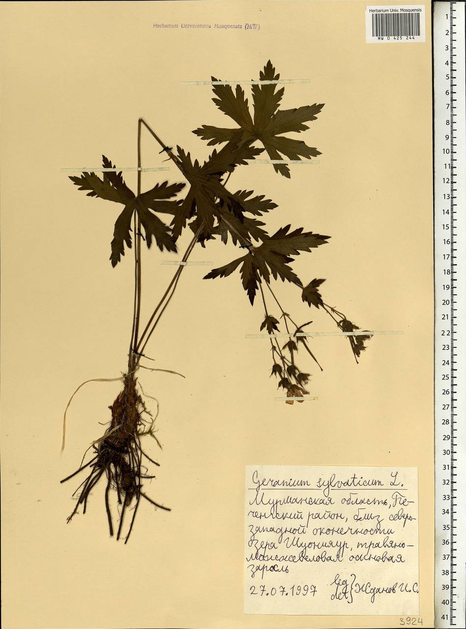 Geranium sylvaticum L., Eastern Europe, Northern region (E1) (Russia)