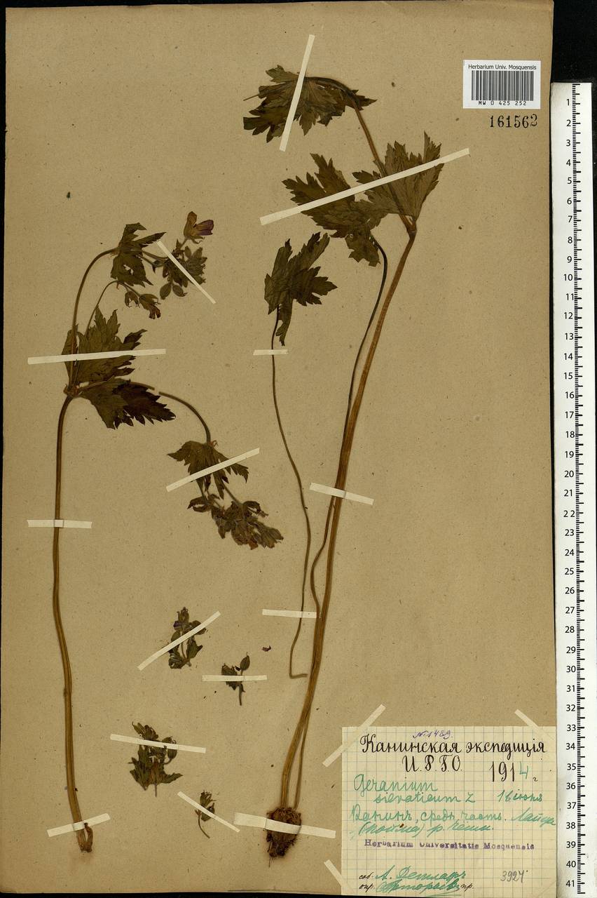 Geranium sylvaticum L., Eastern Europe, Northern region (E1) (Russia)