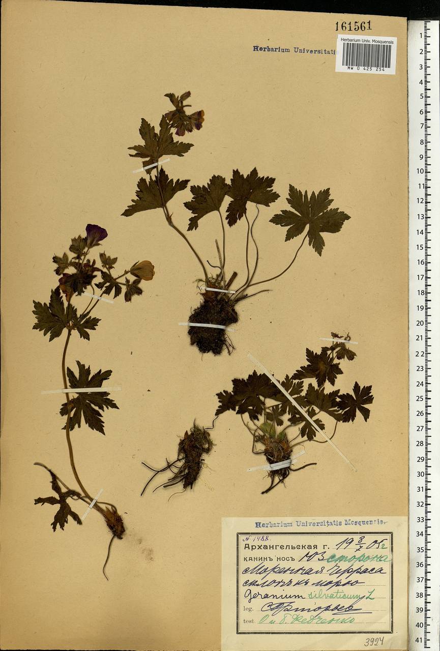 Geranium sylvaticum L., Eastern Europe, Northern region (E1) (Russia)