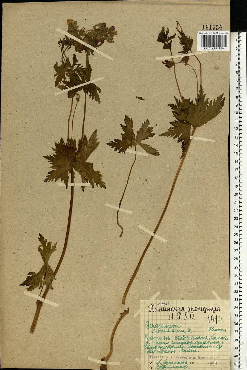 Geranium sylvaticum L., Eastern Europe, Northern region (E1) (Russia)