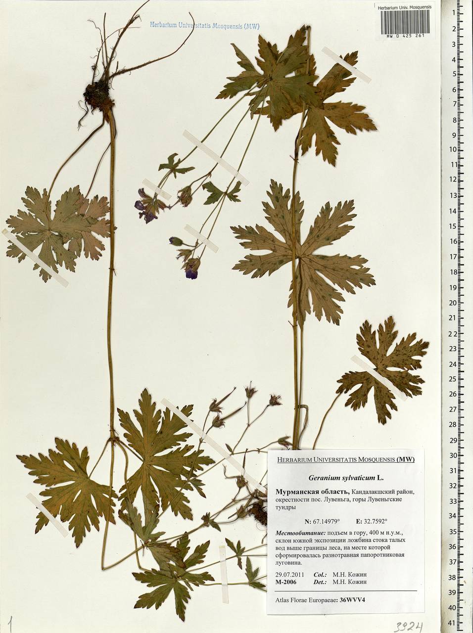 Geranium sylvaticum L., Eastern Europe, Northern region (E1) (Russia)