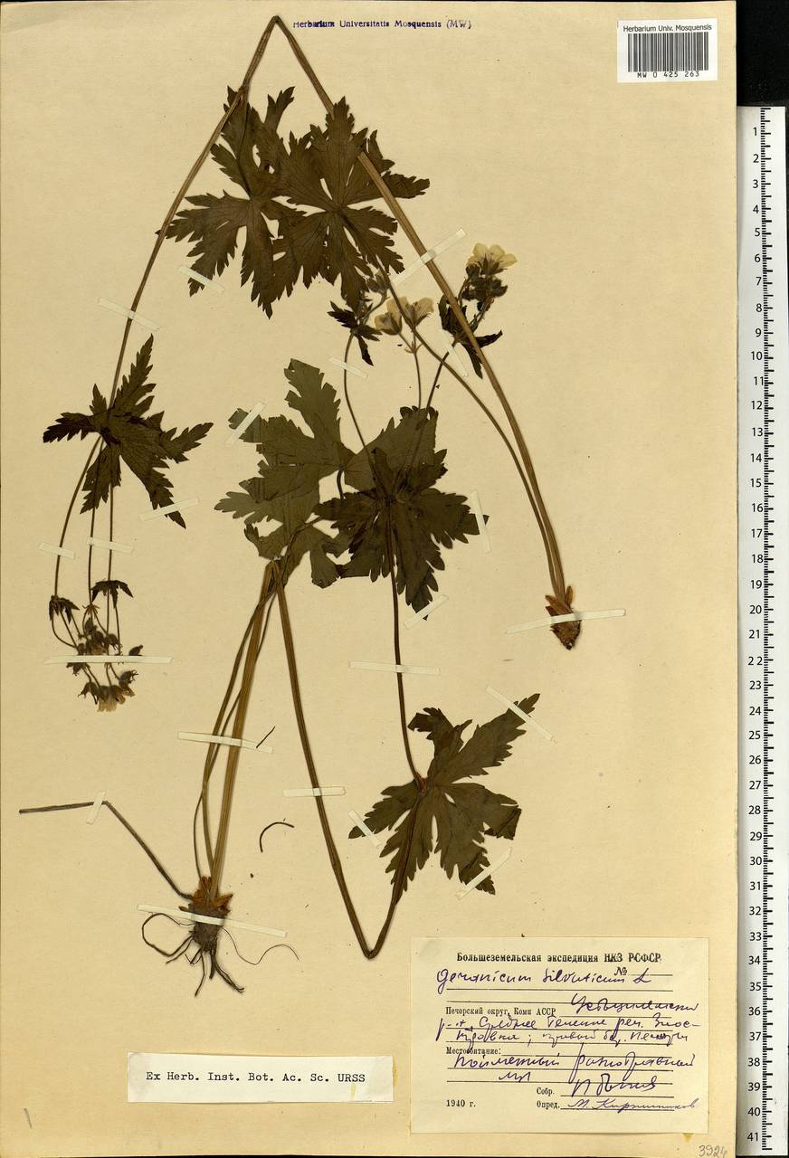 Geranium sylvaticum L., Eastern Europe, Northern region (E1) (Russia)