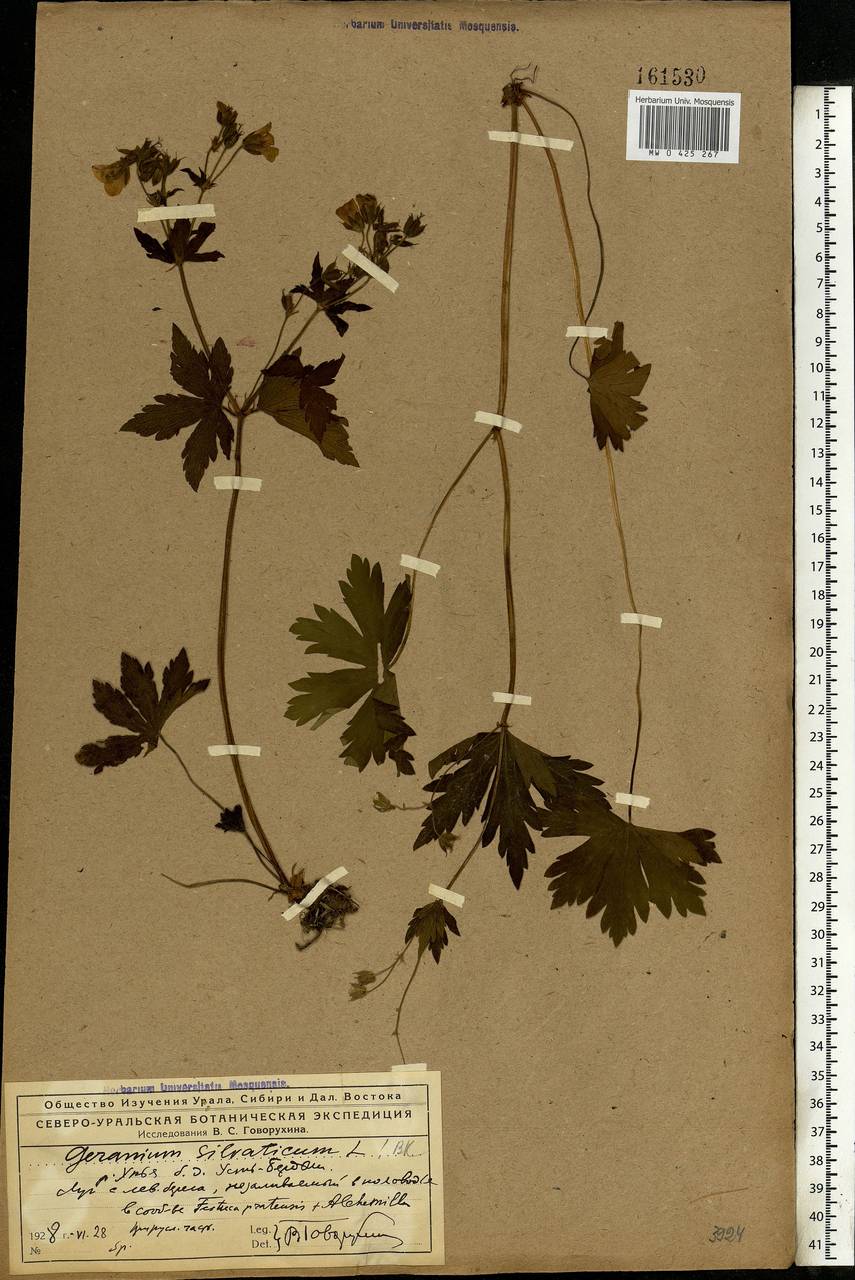 Geranium sylvaticum L., Eastern Europe, Northern region (E1) (Russia)
