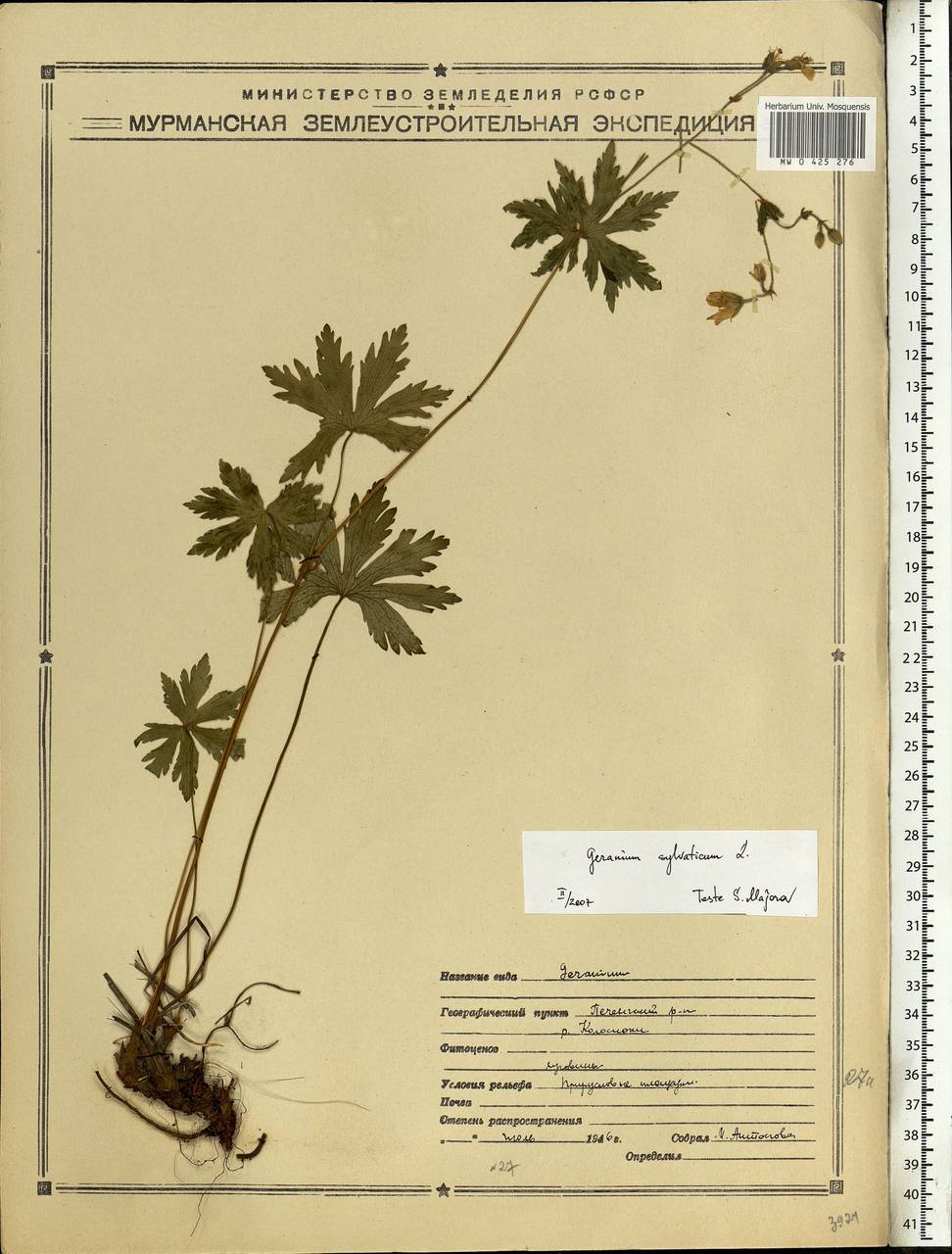 Geranium sylvaticum L., Eastern Europe, Northern region (E1) (Russia)