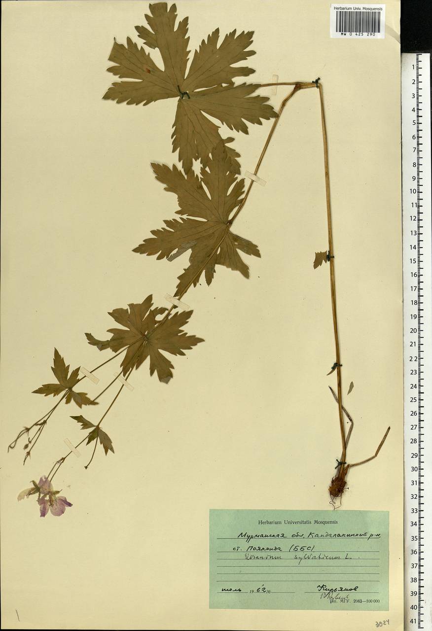 Geranium sylvaticum L., Eastern Europe, Northern region (E1) (Russia)