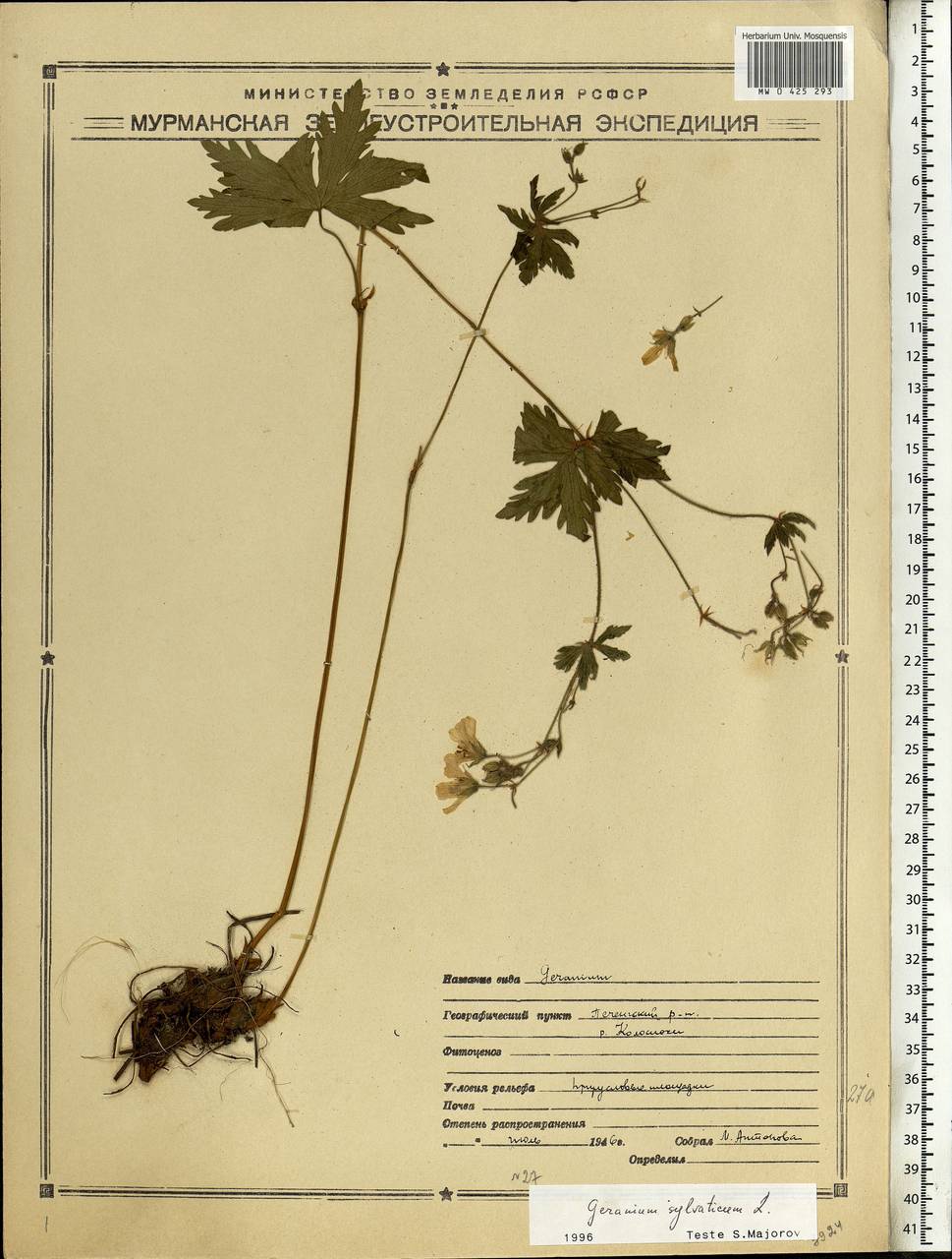 Geranium sylvaticum L., Eastern Europe, Northern region (E1) (Russia)