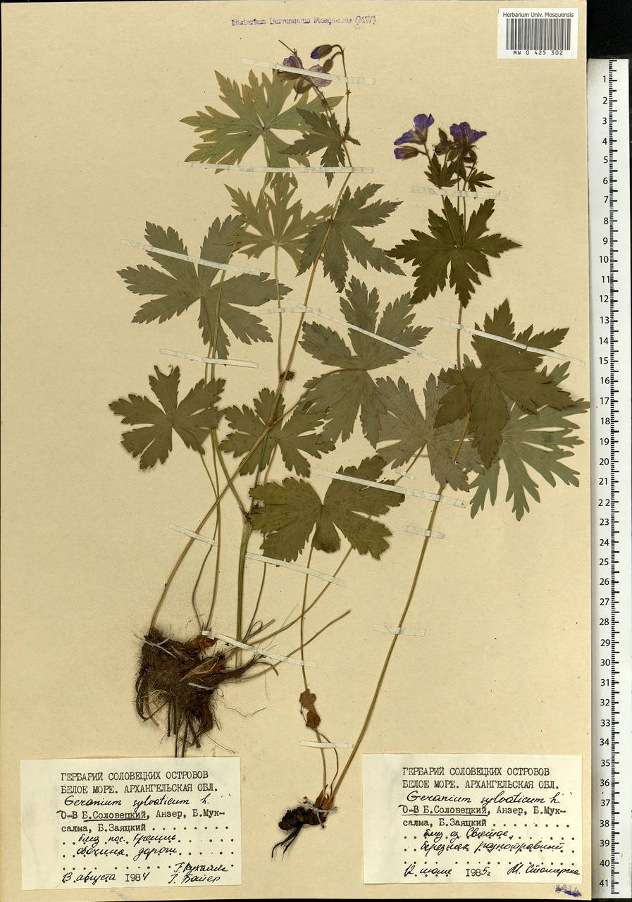 Geranium sylvaticum L., Eastern Europe, Northern region (E1) (Russia)