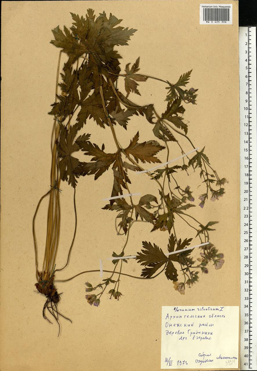 Geranium sylvaticum L., Eastern Europe, Northern region (E1) (Russia)