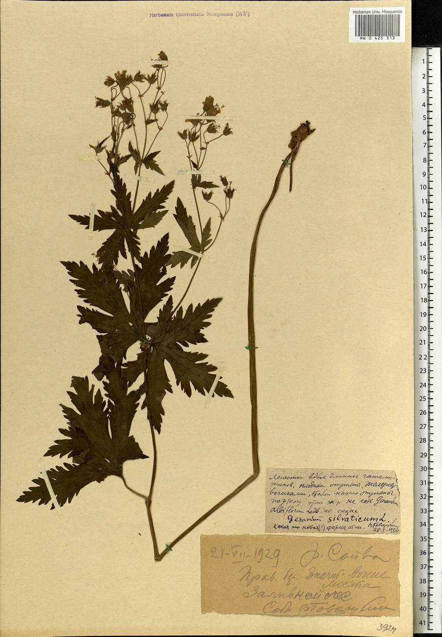 Geranium sylvaticum L., Eastern Europe, Northern region (E1) (Russia)