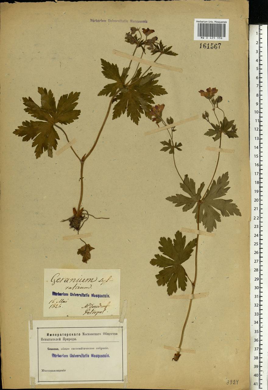 Geranium sylvaticum L., Eastern Europe, North-Western region (E2) (Russia)