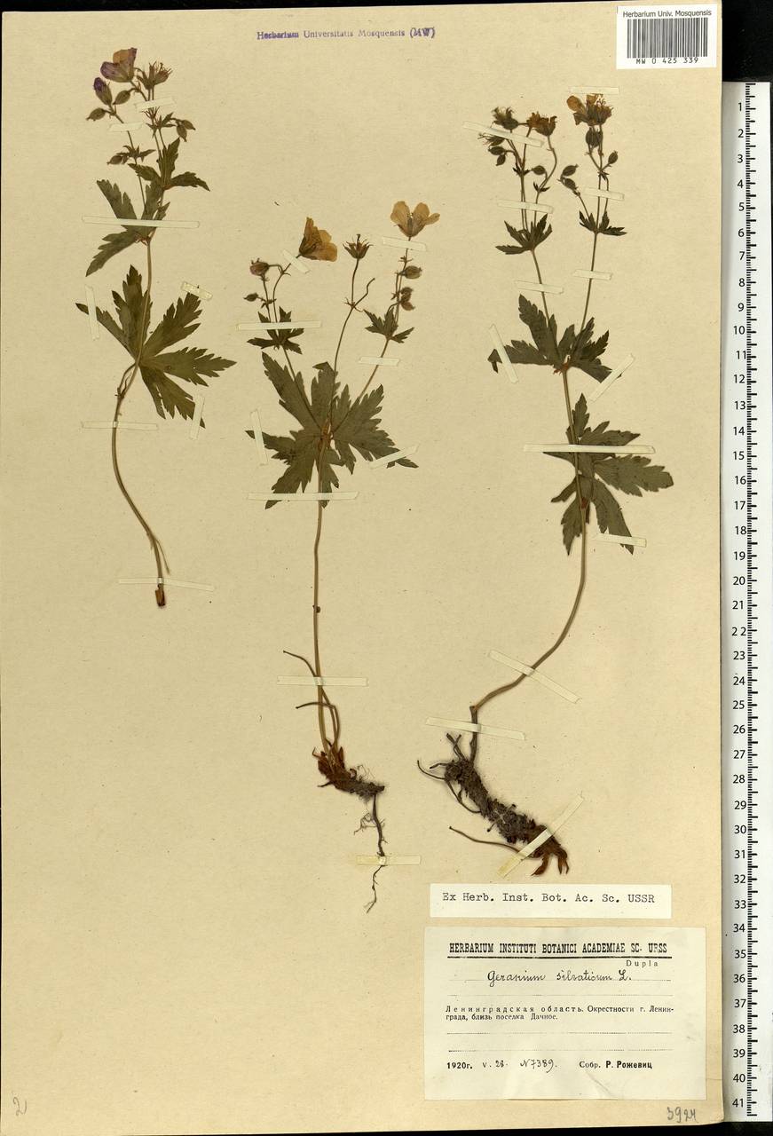 Geranium sylvaticum L., Eastern Europe, North-Western region (E2) (Russia)