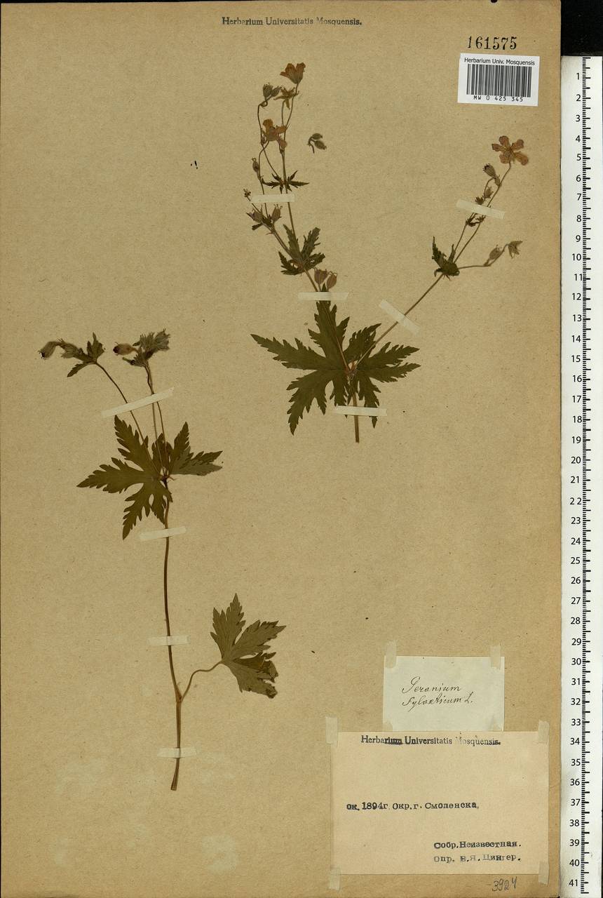 Geranium sylvaticum L., Eastern Europe, Western region (E3) (Russia)