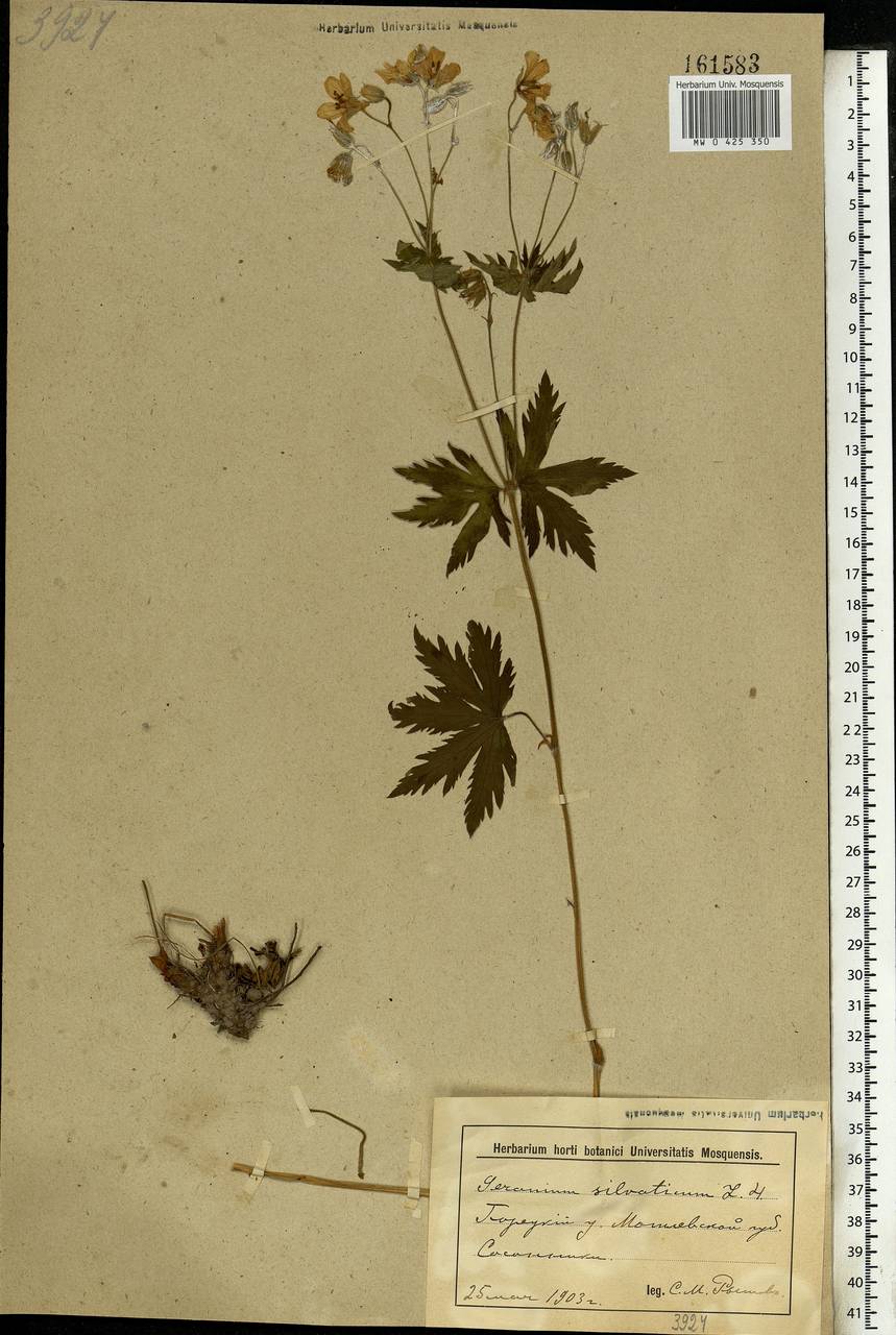 Geranium sylvaticum L., Eastern Europe, Belarus (E3a) (Belarus)