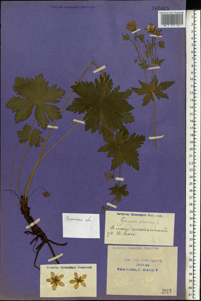 Geranium sylvaticum L., Eastern Europe, Central region (E4) (Russia)