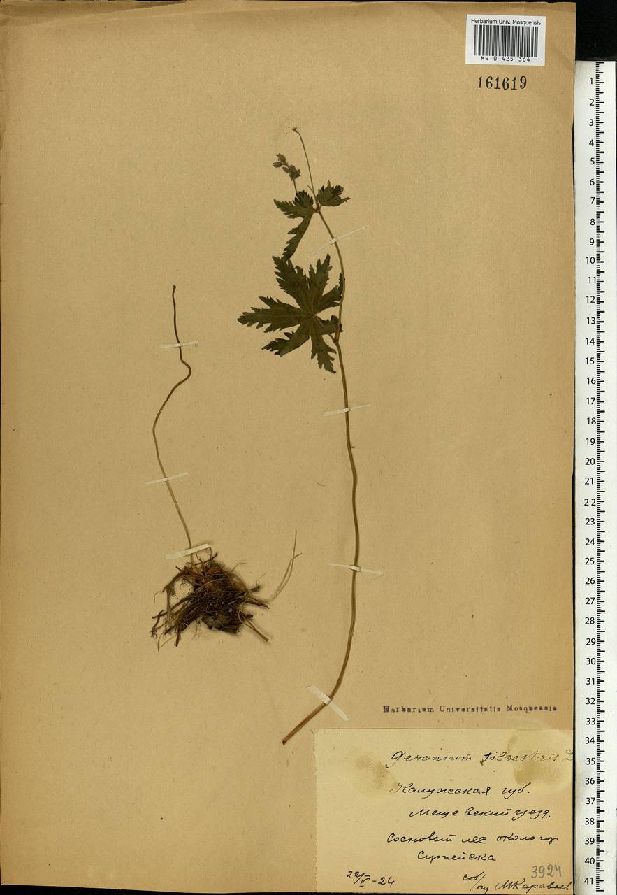 Geranium sylvaticum L., Eastern Europe, Central region (E4) (Russia)