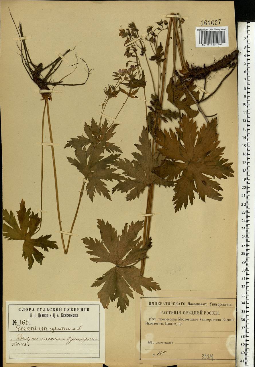 Geranium sylvaticum L., Eastern Europe, Central region (E4) (Russia)