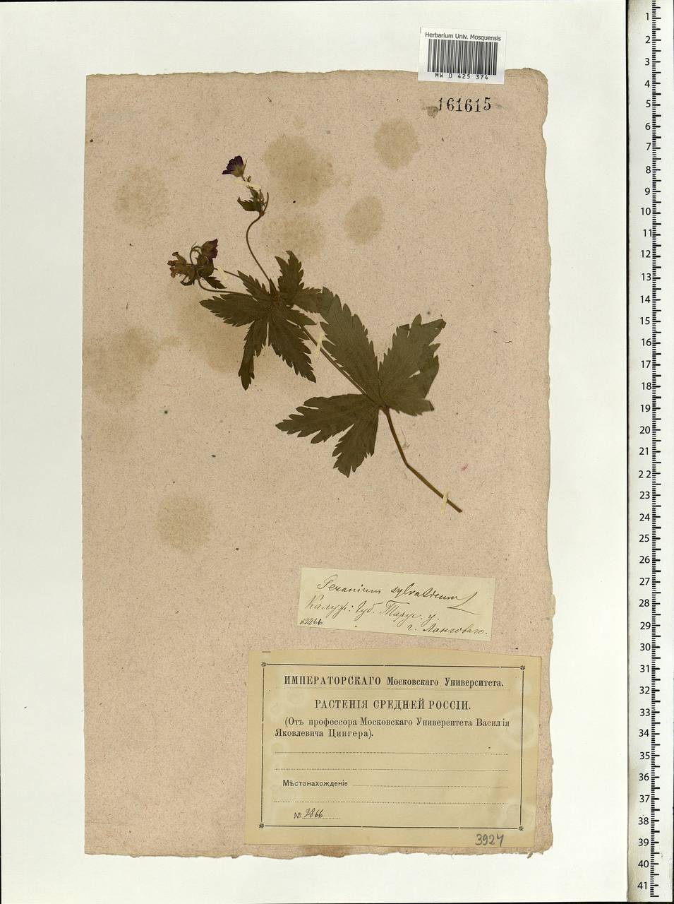 Geranium sylvaticum L., Eastern Europe, Central region (E4) (Russia)