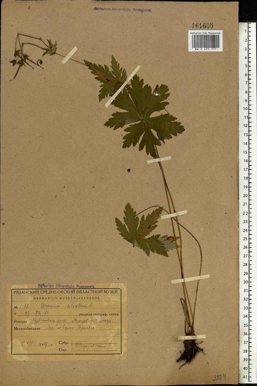 Geranium sylvaticum L., Eastern Europe, Central region (E4) (Russia)