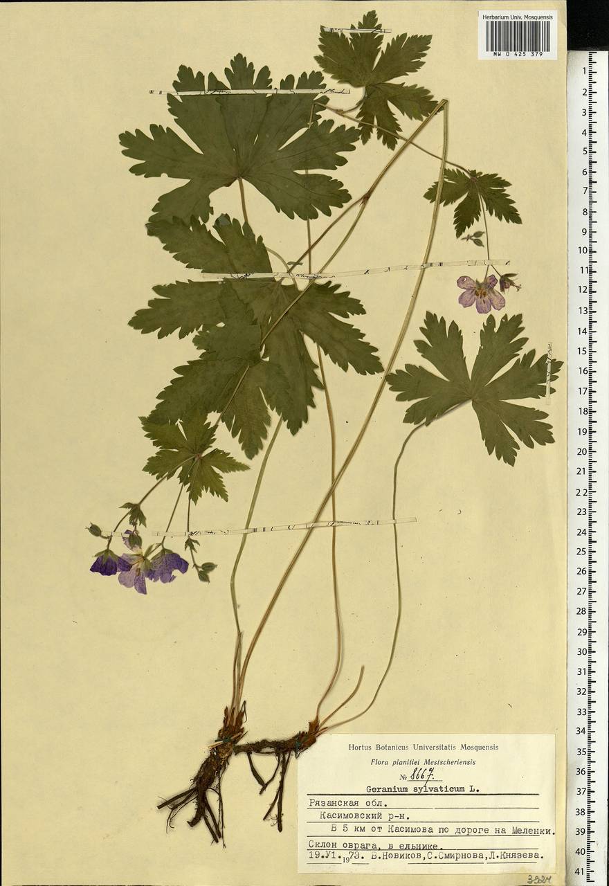 Geranium sylvaticum L., Eastern Europe, Central region (E4) (Russia)