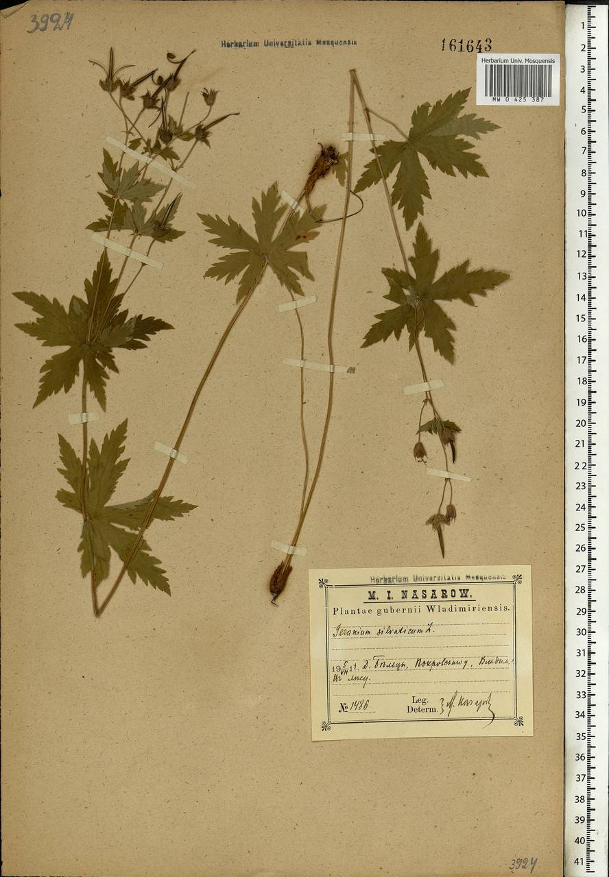 Geranium sylvaticum L., Eastern Europe, Central region (E4) (Russia)