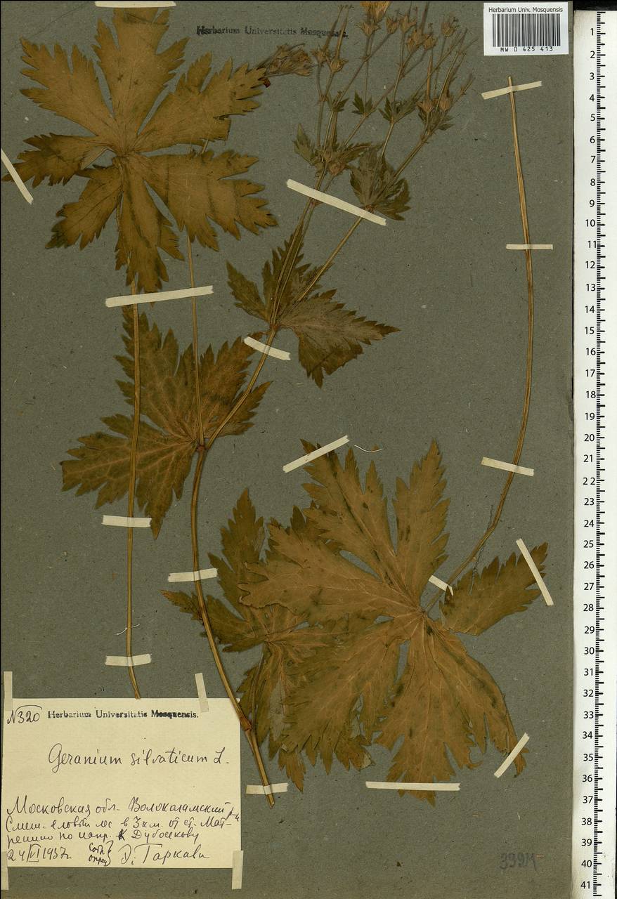 Geranium sylvaticum L., Eastern Europe, Moscow region (E4a) (Russia)