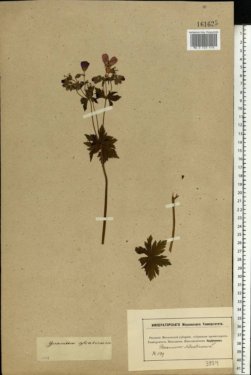 Geranium sylvaticum L., Eastern Europe, Moscow region (E4a) (Russia)