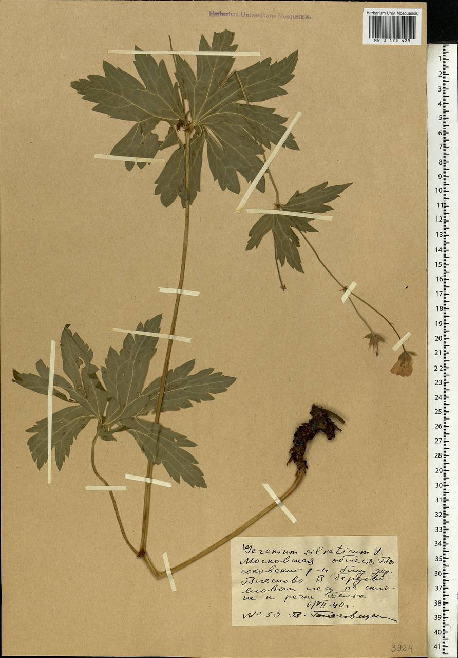 Geranium sylvaticum L., Eastern Europe, Moscow region (E4a) (Russia)