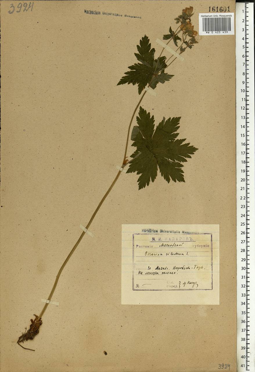 Geranium sylvaticum L., Eastern Europe, Moscow region (E4a) (Russia)