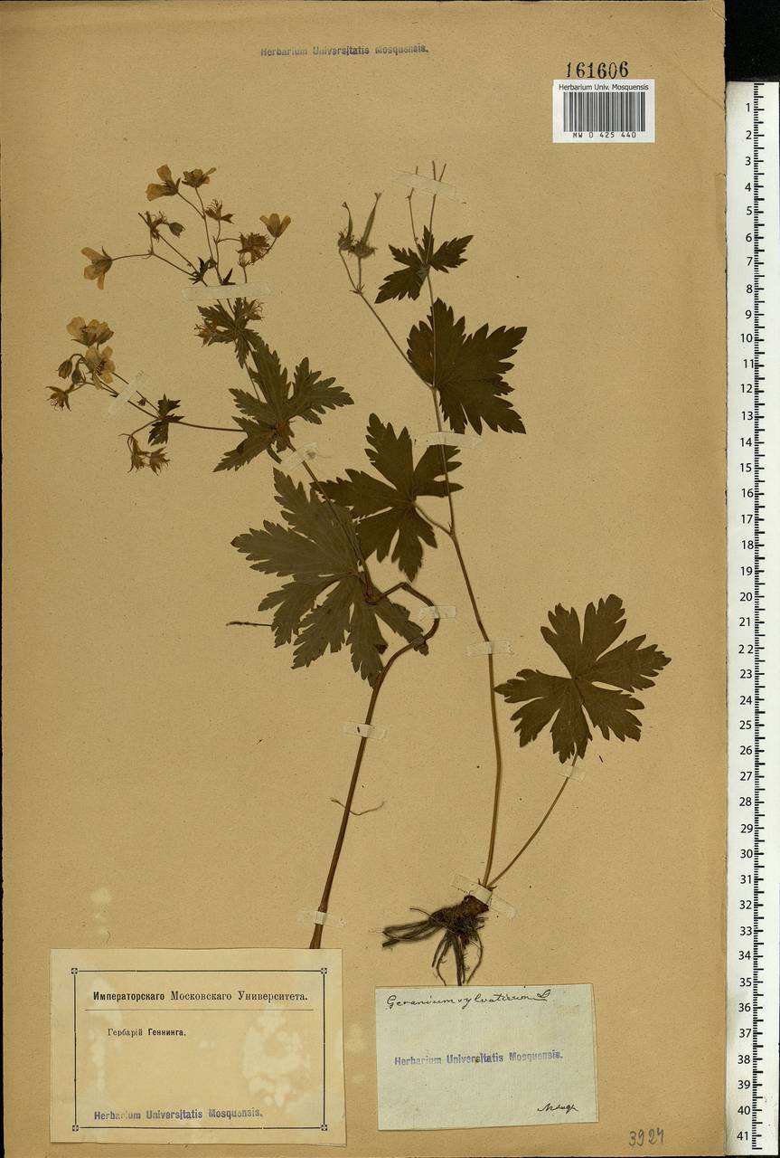 Geranium sylvaticum L., Eastern Europe, Moscow region (E4a) (Russia)
