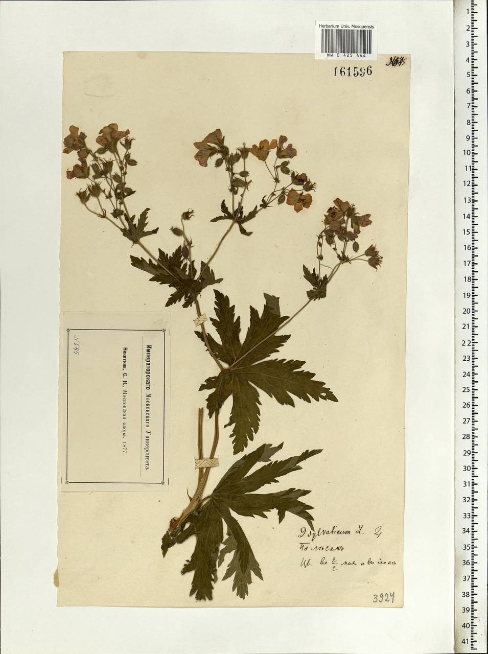 Geranium sylvaticum L., Eastern Europe, Moscow region (E4a) (Russia)