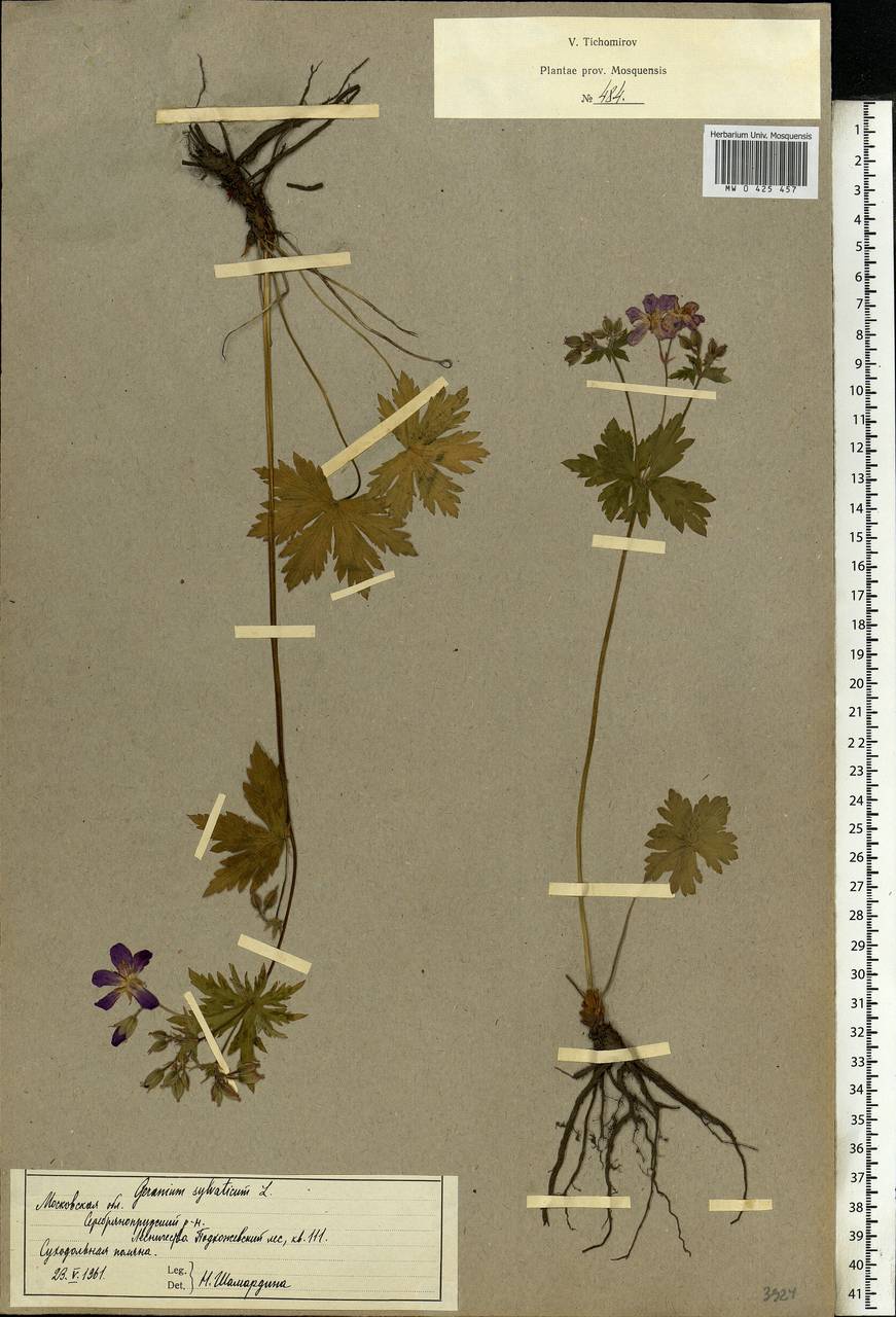 Geranium sylvaticum L., Eastern Europe, Moscow region (E4a) (Russia)