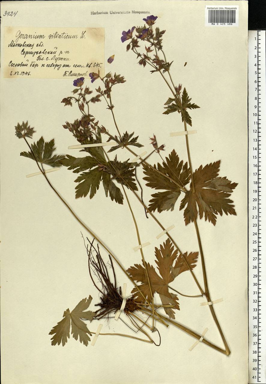 Geranium sylvaticum L., Eastern Europe, Moscow region (E4a) (Russia)