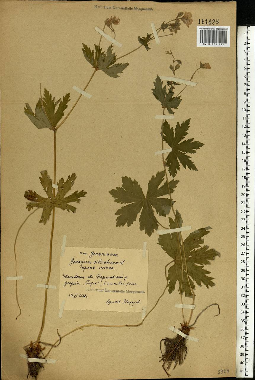 Geranium sylvaticum L., Eastern Europe, Central forest region (E5) (Russia)